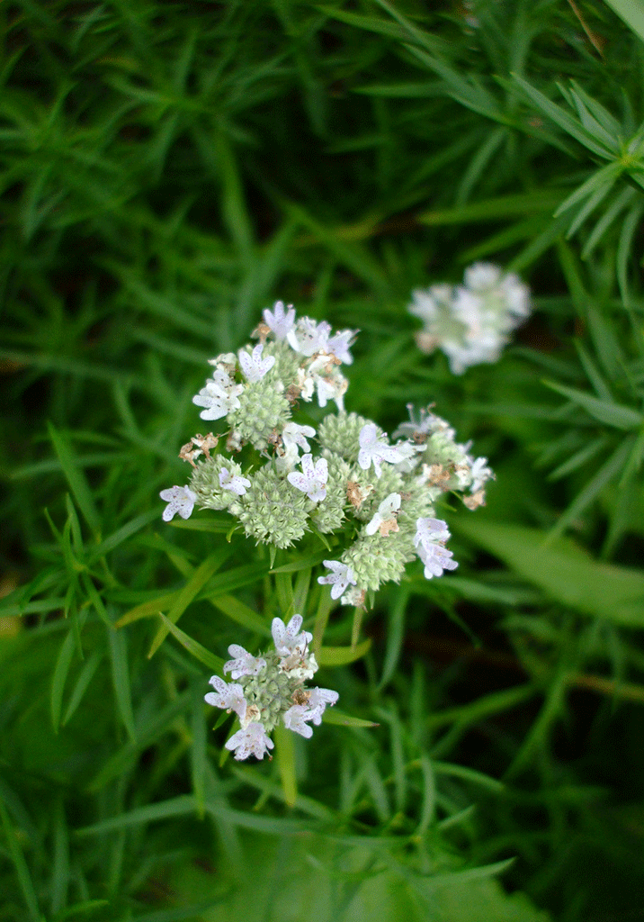 Pycnanthemum tenuifolium Slender Mountain Mint Prairie Moon Nursery