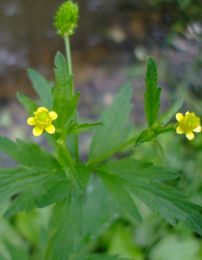 Ranunculus pensylvanicus