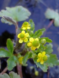 Ranunculus sceleratus
