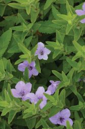 Plants | Prairie Moon Nursery