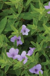 Ruellia humilis