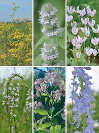 Seed Mix Enhancement for Savanna