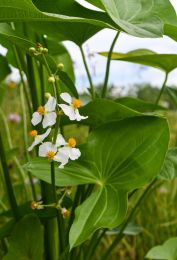 Sagittaria latifolia