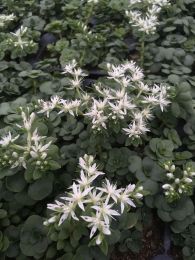 Sedum ternatum
