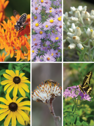 Seed Mix Enhancement for Drier Soils