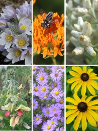 Seed Mix Enhancement for Drier Soils
