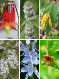 Seed Mix Enhancement for a Shady Woodland