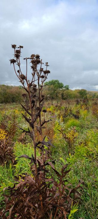 Silphium laciniatum Compass Plant | Prairie Moon Nursery