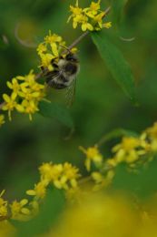 Solidago caesia