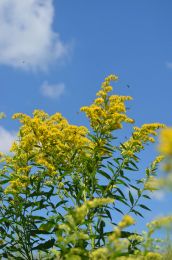 Solidago gigantea