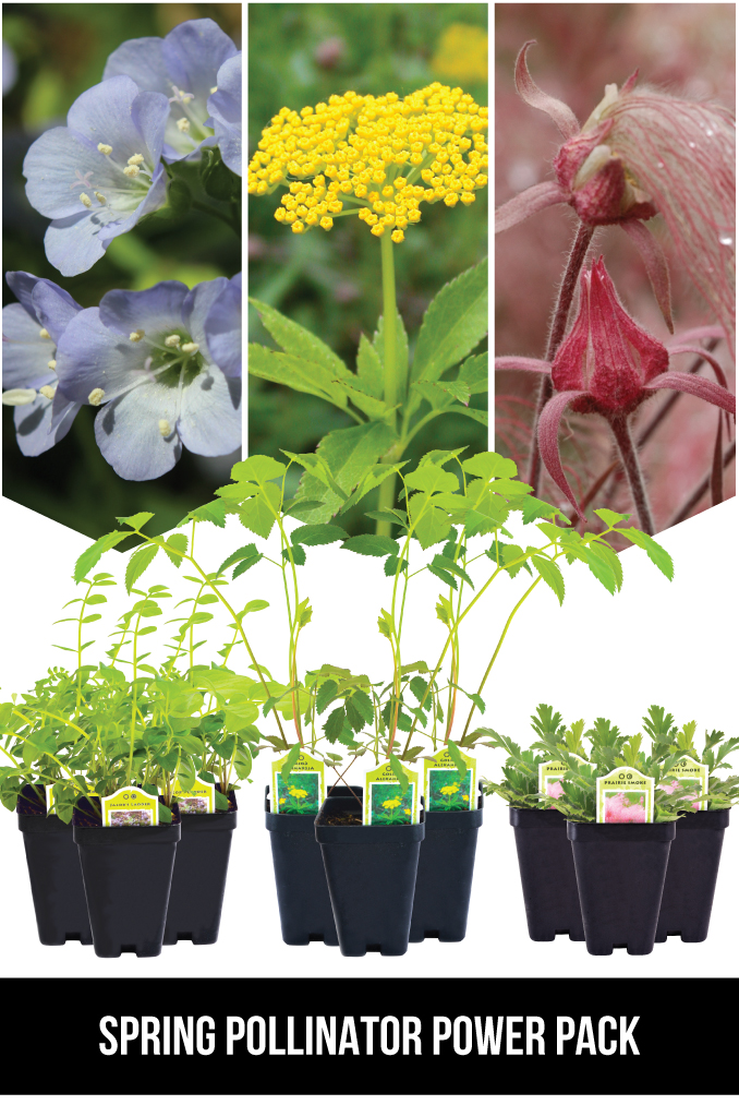 Spring Pollenators Spring Pollinator Power Pack | Prairie Moon Nursery
