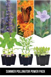 Summer Pollinator Power Pack