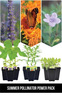 Summer Pollinator Power Pack