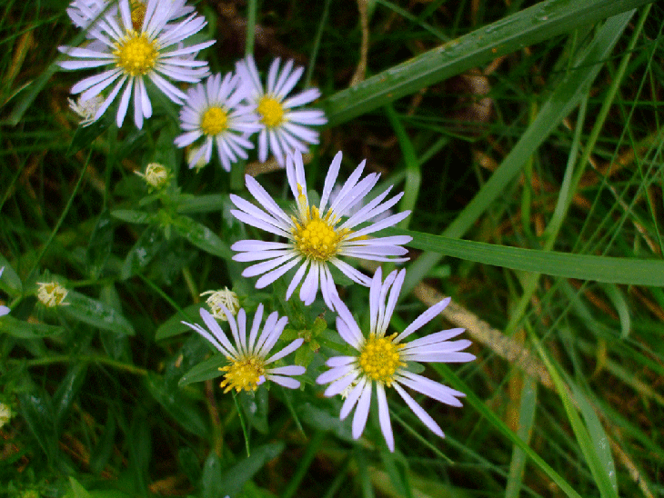 Prairie Moon Nursery New York Aster - Thumbnail 3