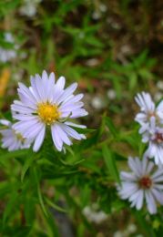 Symphyotrichum praealtum
