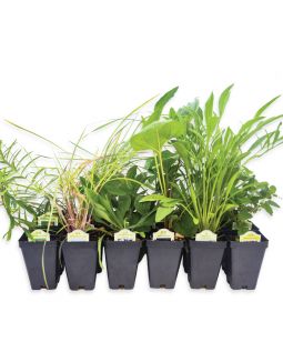 Pollinator Patch Garden Kit