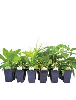 Understory Patch Garden Kit