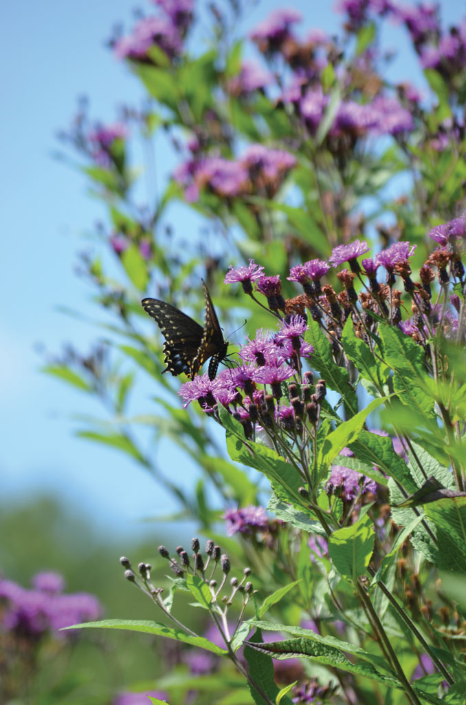 Vernonia fasciculata Common Ironweed Prairie Moon Nursery
