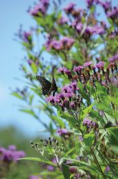 Vernonia fasciculata