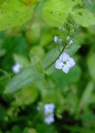 Veronica catenata