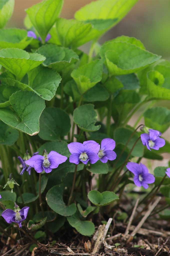 Common blue violet deals