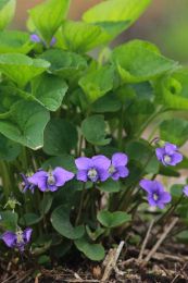 Viola sororia