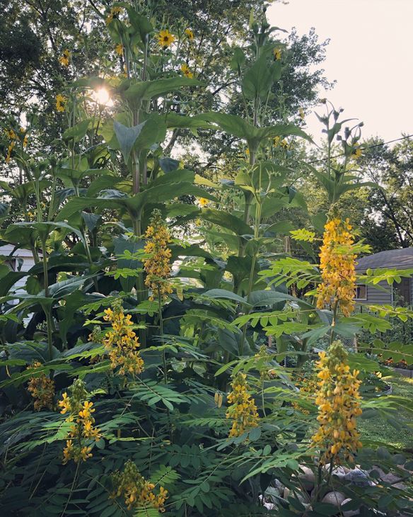 Wild Senna Seeds – Vermont Wildflower Farm