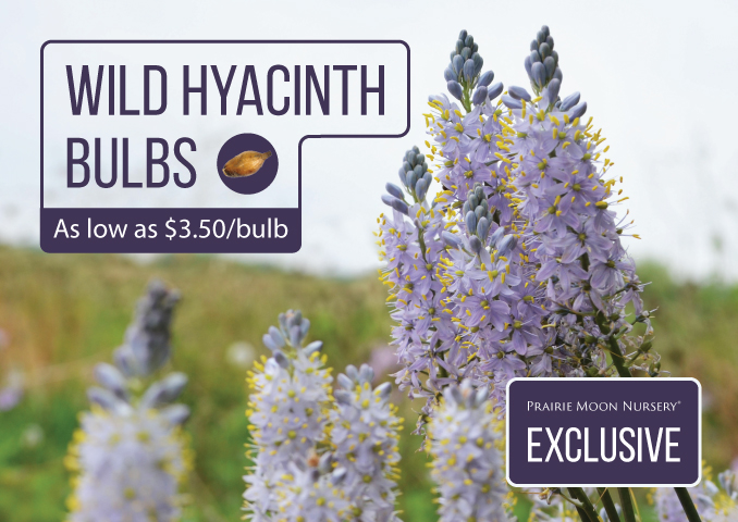 Wild Hyacinth Bulbs - As low as $3.50/bulb