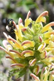 Pedicularis canadensis