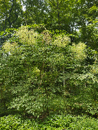 Aralia spinosa