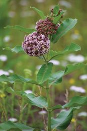 Asclepias syriaca