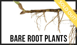Bare Root Plants