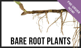 Bare Root Plants