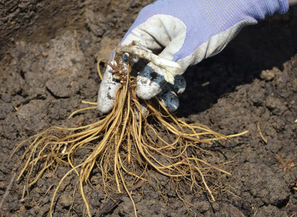 Bare Root Plants: Order now for October shipping.