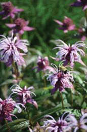 Monarda bradburiana