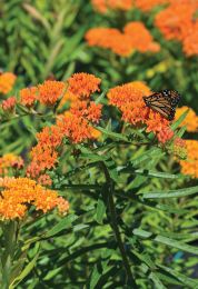 Asclepias tuberosa
