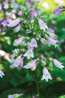 Penstemon calycosus
