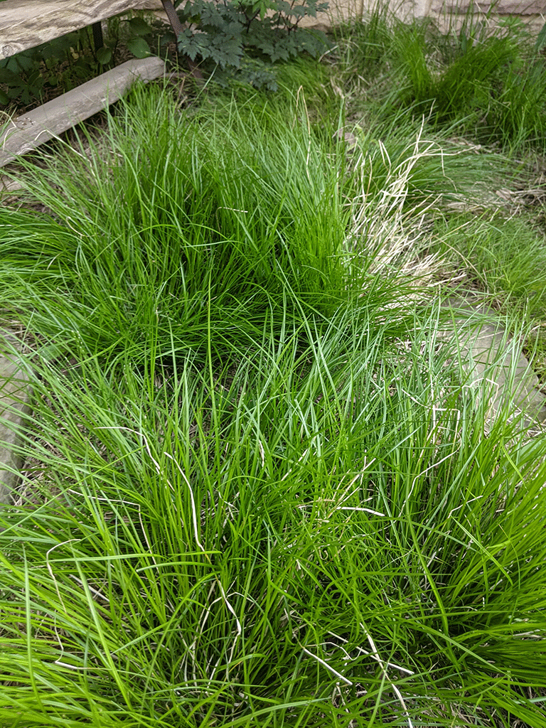 Carex albicans White-tinged Sedge | Prairie Moon Nursery