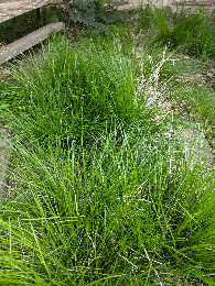 Carex albicans