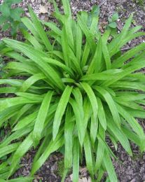 Carex plantaginea