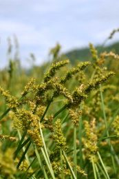Carex stipata
