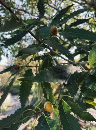 Quercus muehlenbergii