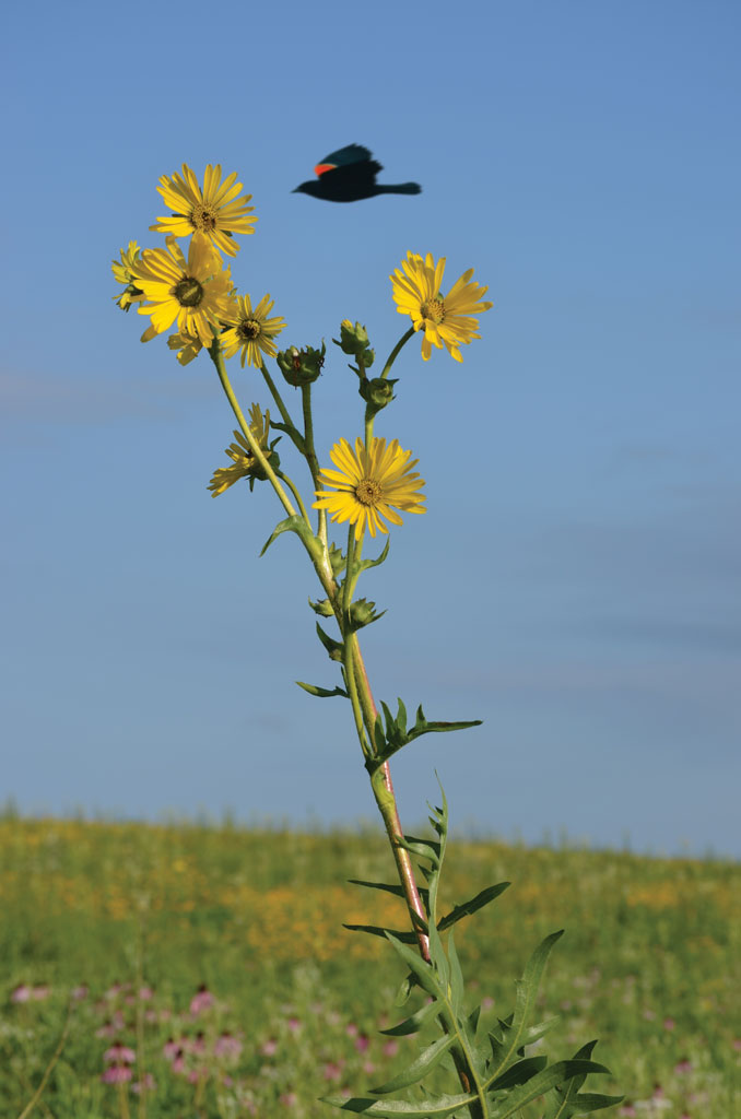 Silphium laciniatum Compass Plant | Prairie Moon Nursery
