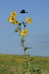 Silphium laciniatum