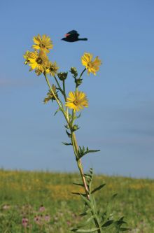 Silphium laciniatum