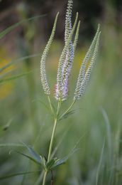Veronicastrum virginicum