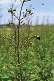 Scrophularia lanceolata