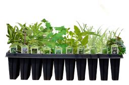 Eastern Shade Pollinator Garden Kit
