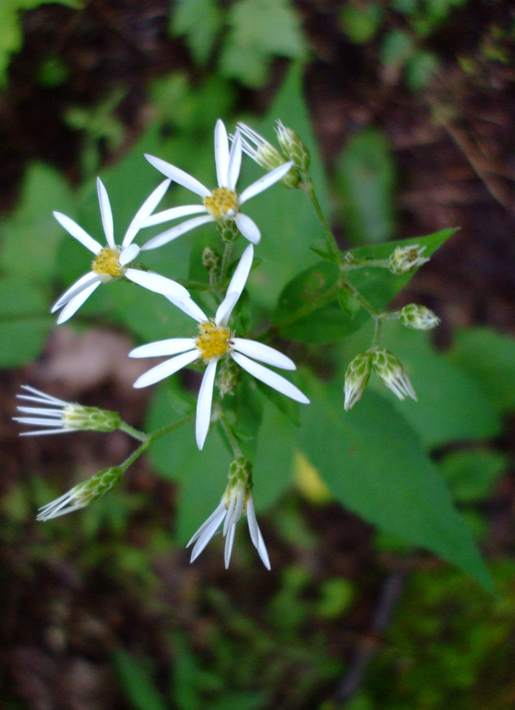 Eurybia divaricata White Wood Aster Prairie Moon Nursery