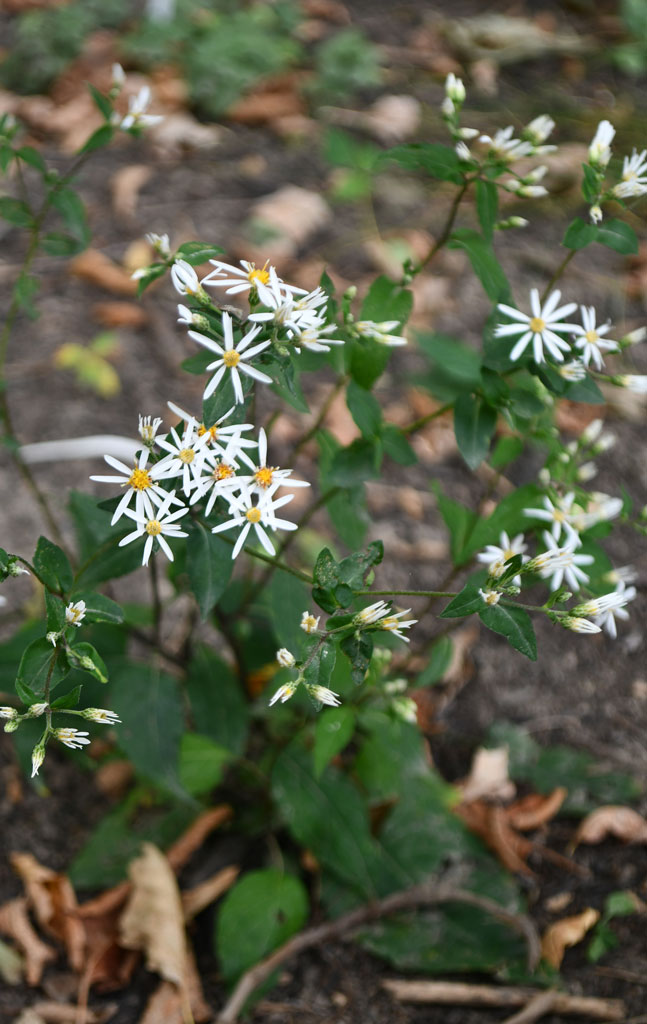 Eurybia divaricata